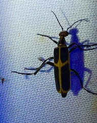 Pyrota obliquefascia