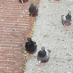 Columba livia domestica