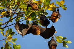 Pteropus rodricensis