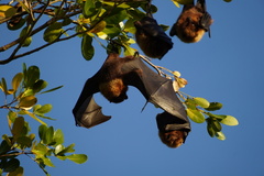 Pteropus rodricensis