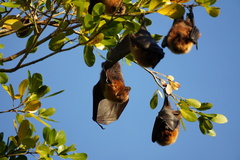 Pteropus rodricensis