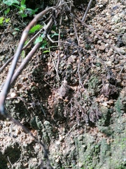 Incilius marmoreus