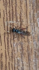 Ichneumonidae