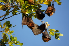 Pteropus rodricensis