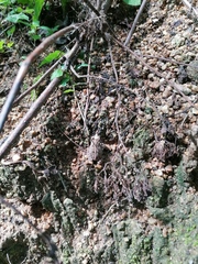 Incilius marmoreus
