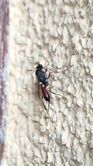 Ichneumonidae