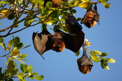 Pteropus rodricensis