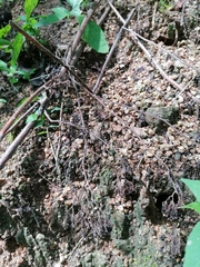 Incilius marmoreus