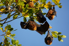 Pteropus rodricensis