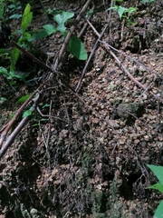 Incilius marmoreus