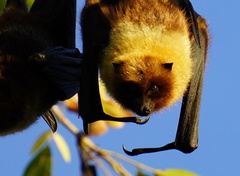 Pteropus rodricensis