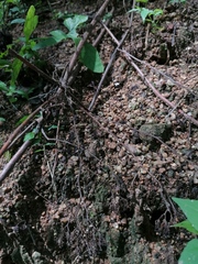 Incilius marmoreus