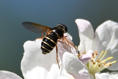 Sericomyia nigra