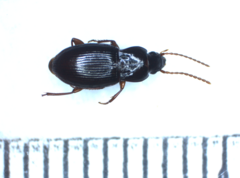 Pedius longicollis