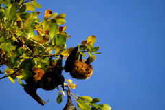 Pteropus rodricensis