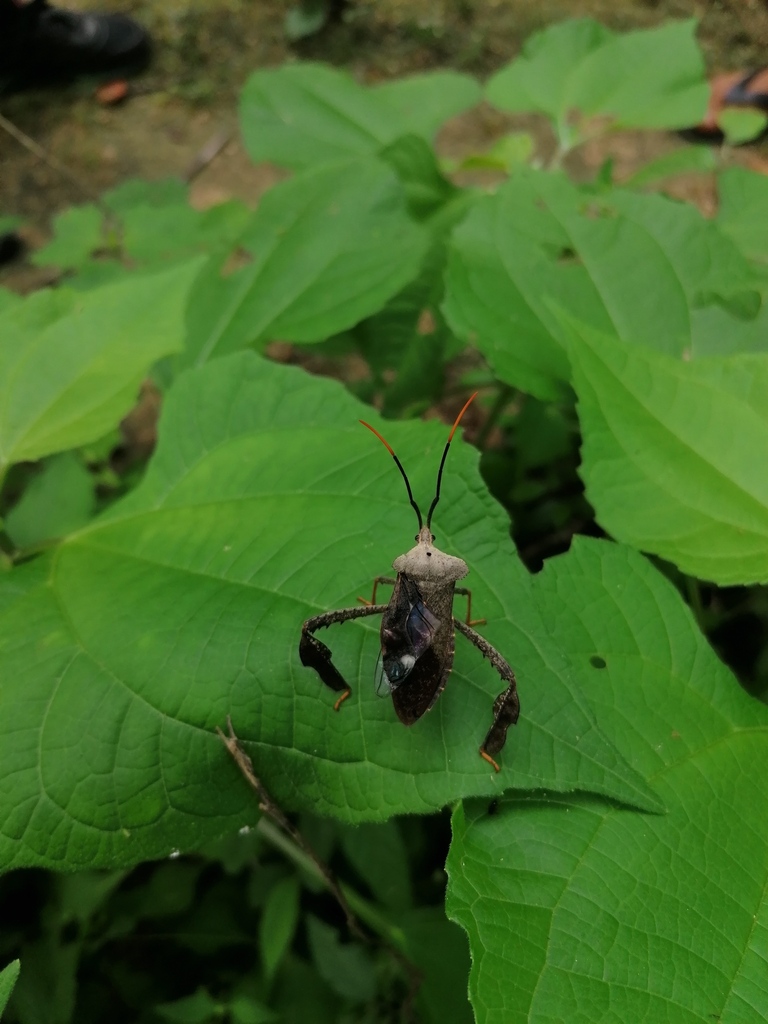 Acanthocephala alata from Santa María Huatulco, Oax., México on July 27 ...