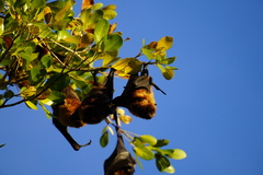 Pteropus rodricensis