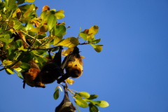 Pteropus rodricensis