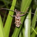 Macropophora accentifer - Photo (c) amwendt, algunos derechos reservados (CC BY-NC)