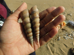 Turritella duplicata