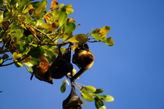 Pteropus rodricensis