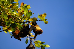 Pteropus rodricensis