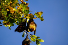 Pteropus rodricensis