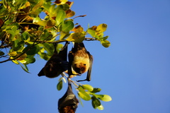 Pteropus rodricensis