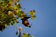 Pteropus rodricensis