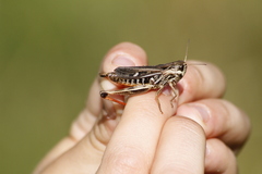 Stenobothrus rubicundulus