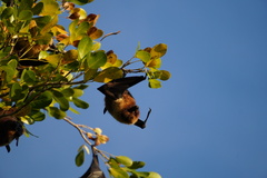 Pteropus rodricensis