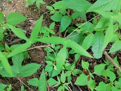 Passiflora viridiflora