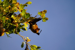 Pteropus rodricensis