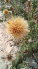 Noticastrum