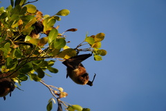 Pteropus rodricensis