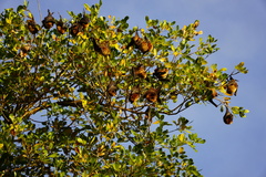 Pteropus rodricensis