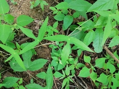 Passiflora viridiflora