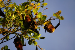 Pteropus rodricensis