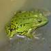 Pool Frog - Photo (c) Alexey Katz, some rights reserved (CC BY-NC), uploaded by Alexey Katz