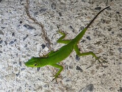Anolis chloris