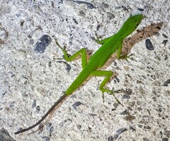 Anolis chloris