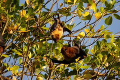 Pteropus rodricensis