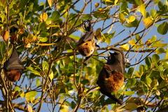 Pteropus rodricensis