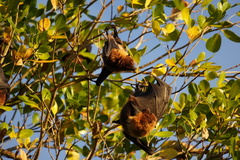 Pteropus rodricensis