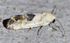 Ponometia libedis