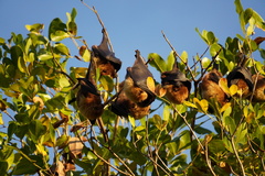 Pteropus rodricensis