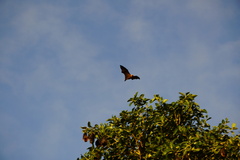 Pteropus rodricensis