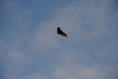 Pteropus rodricensis