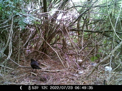 Turdus merula