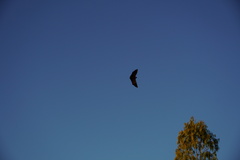 Pteropus rodricensis